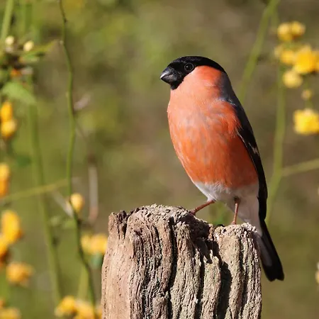 Seaside View Lofoten 木屋