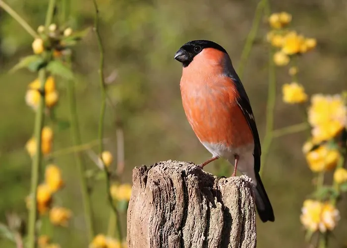 Seaside View Lofoten Horská chata